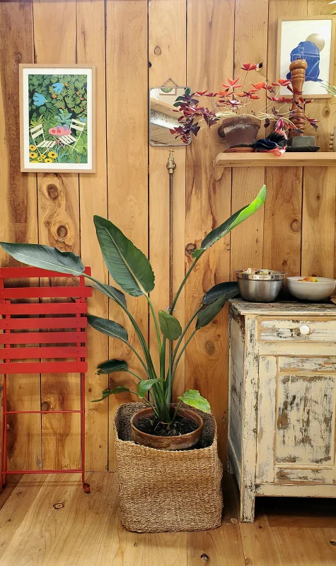 Photo de l'intérieur de la cabane, avec une chaise et une plante