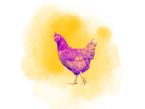 Illustration pour l'imaginaire souhaitable montrant une poule